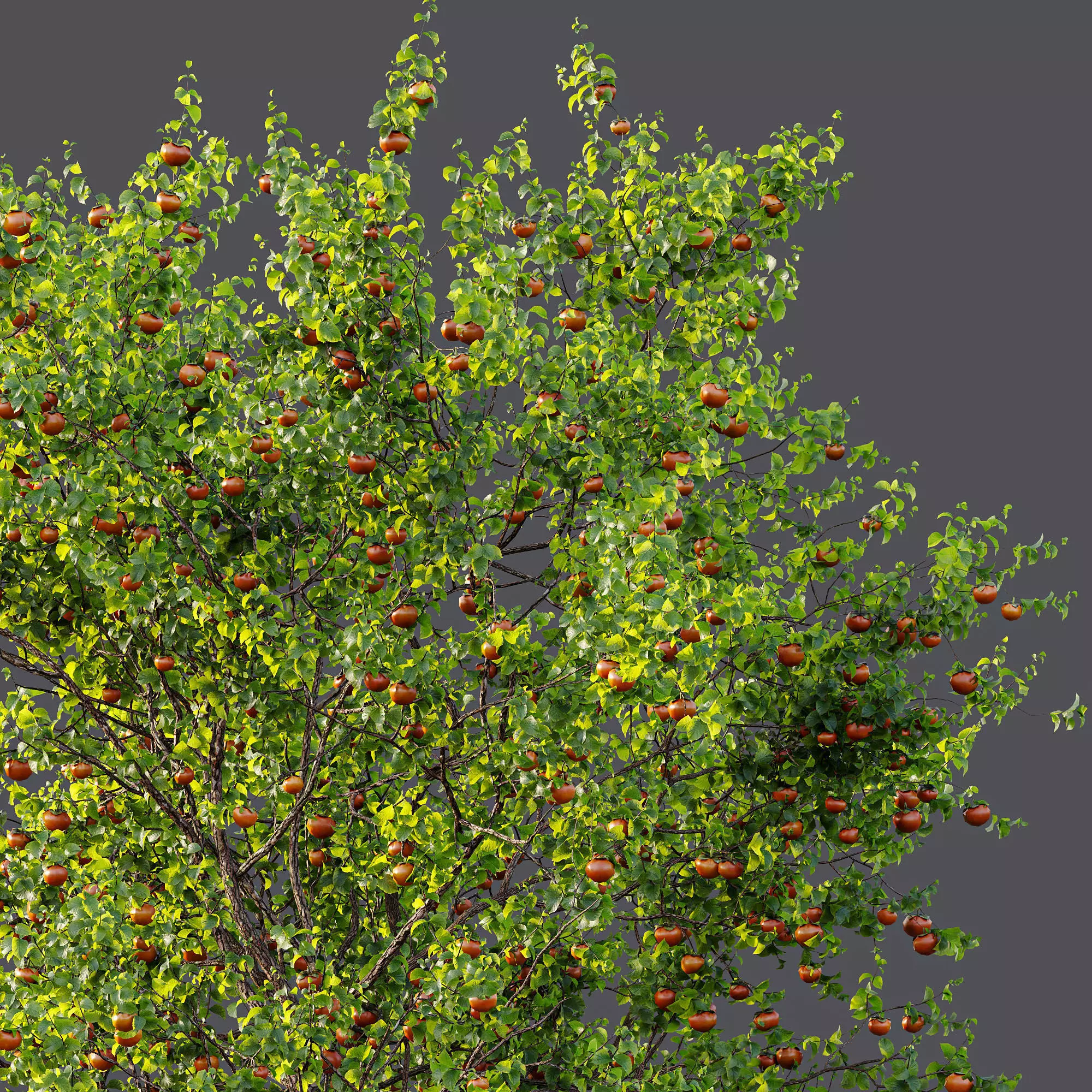 AV Fruit Trees Persimmon and Malus Apple Green 3D model_4