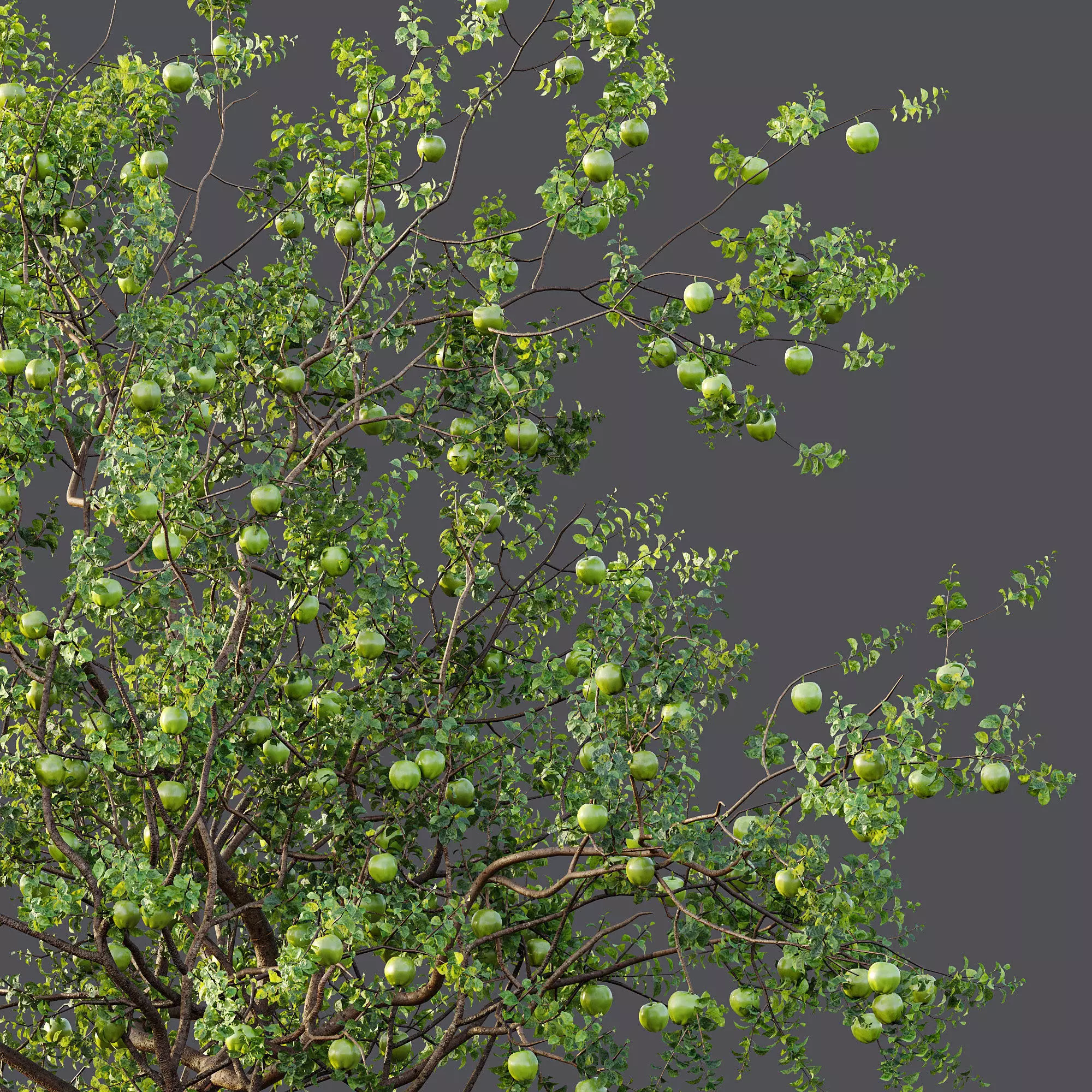 AV Fruit Trees Persimmon and Malus Apple Green 3D model_2