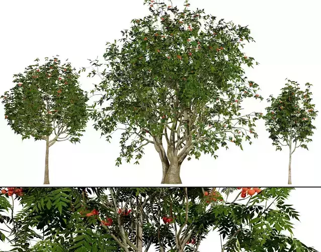 UK Rowan Tree 3D Model Pack Low-poly 3D model