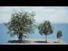 UK Rowan Tree 3D Model Pack Low-poly 3D model_1
