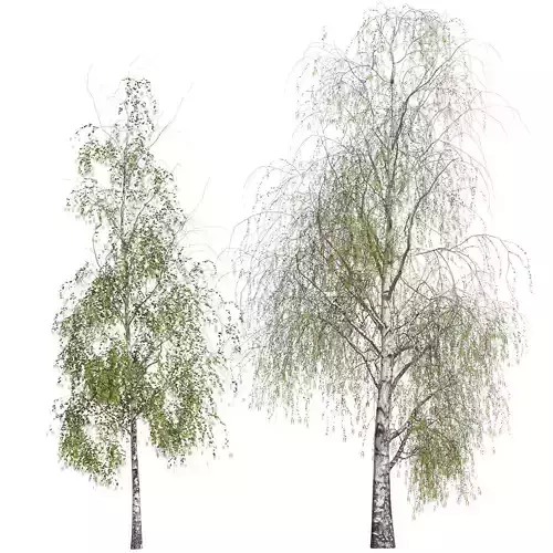 Flowering birch trees with buds 3D model