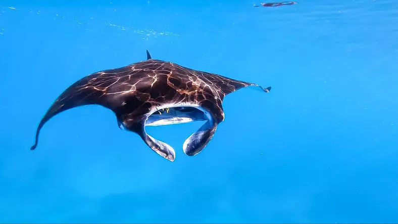 Giant Oceanic Manta Ray Animated 3D model_1