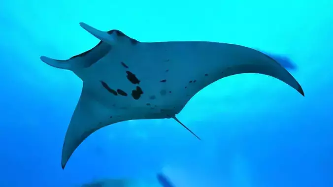 Giant Oceanic Manta Ray Animated 3D model