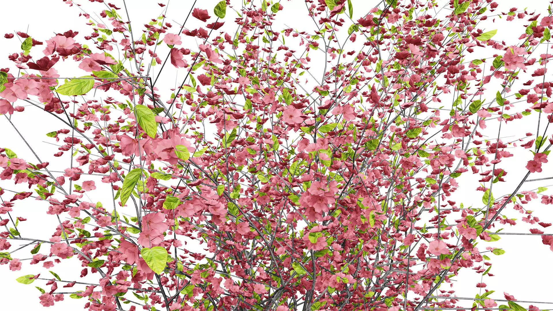 British Quince Tree 3D Model Collection Low-poly 3D model_3