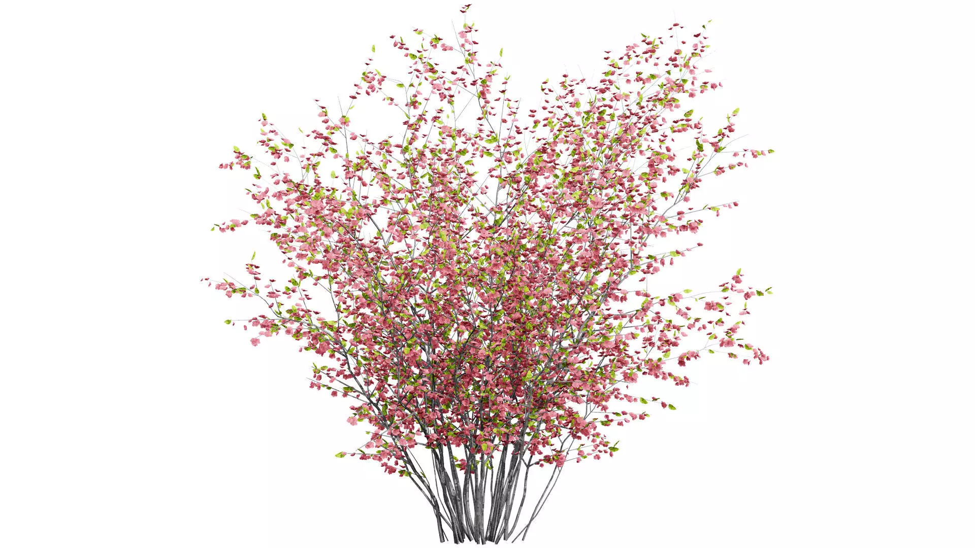 British Quince Tree 3D Model Collection Low-poly 3D model_2