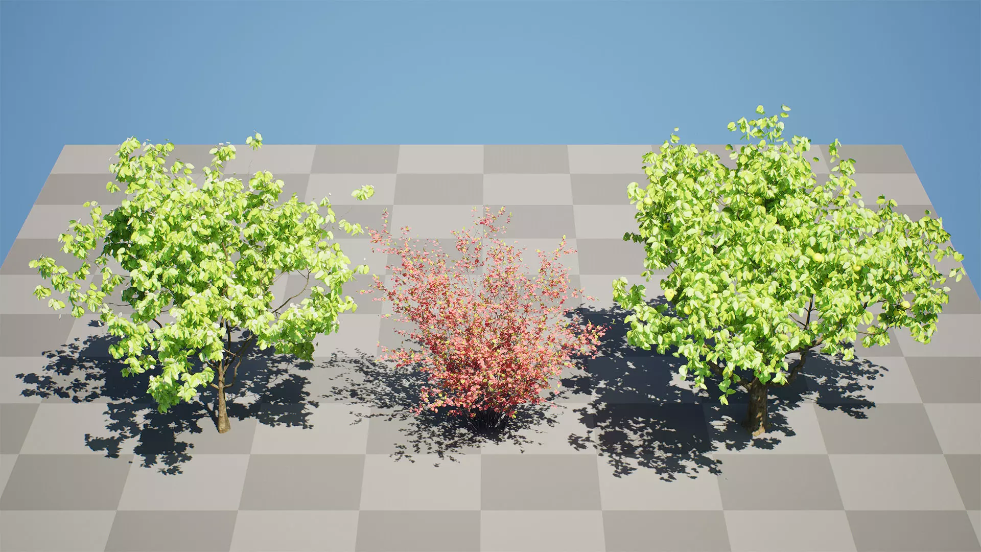 British Quince Tree 3D Model Collection Low-poly 3D model_8