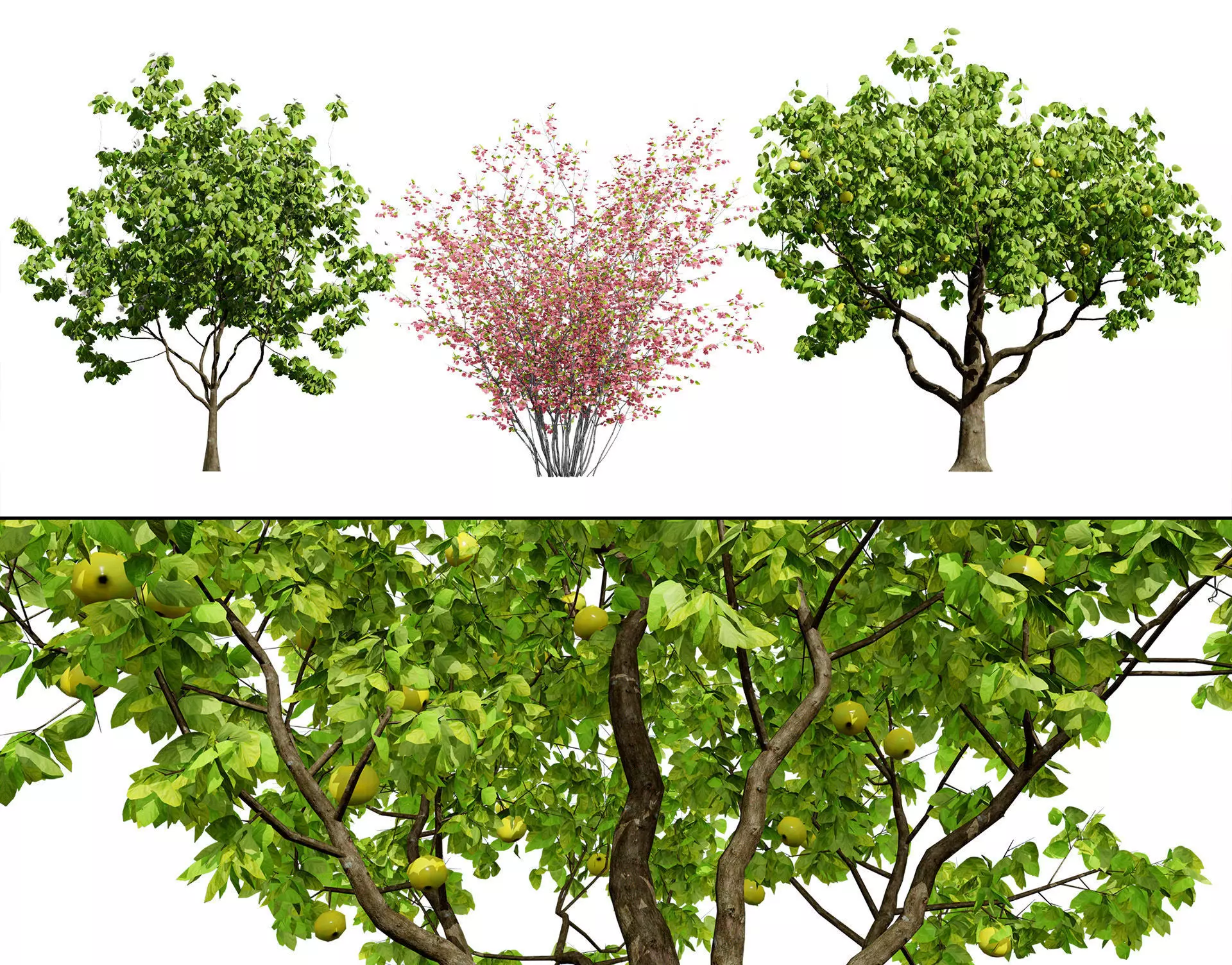 British Quince Tree 3D Model Collection Low-poly 3D model_0