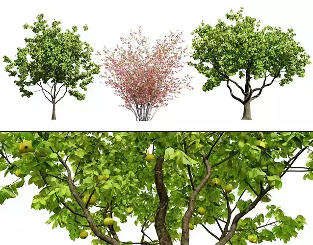 British Quince Tree 3D Model Collection Low-poly 3D model British Quince Tree 3D Model Collection Low-poly 3D model