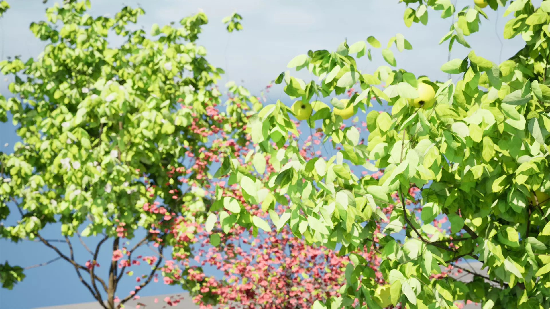 British Quince Tree 3D Model Collection Low-poly 3D model_10