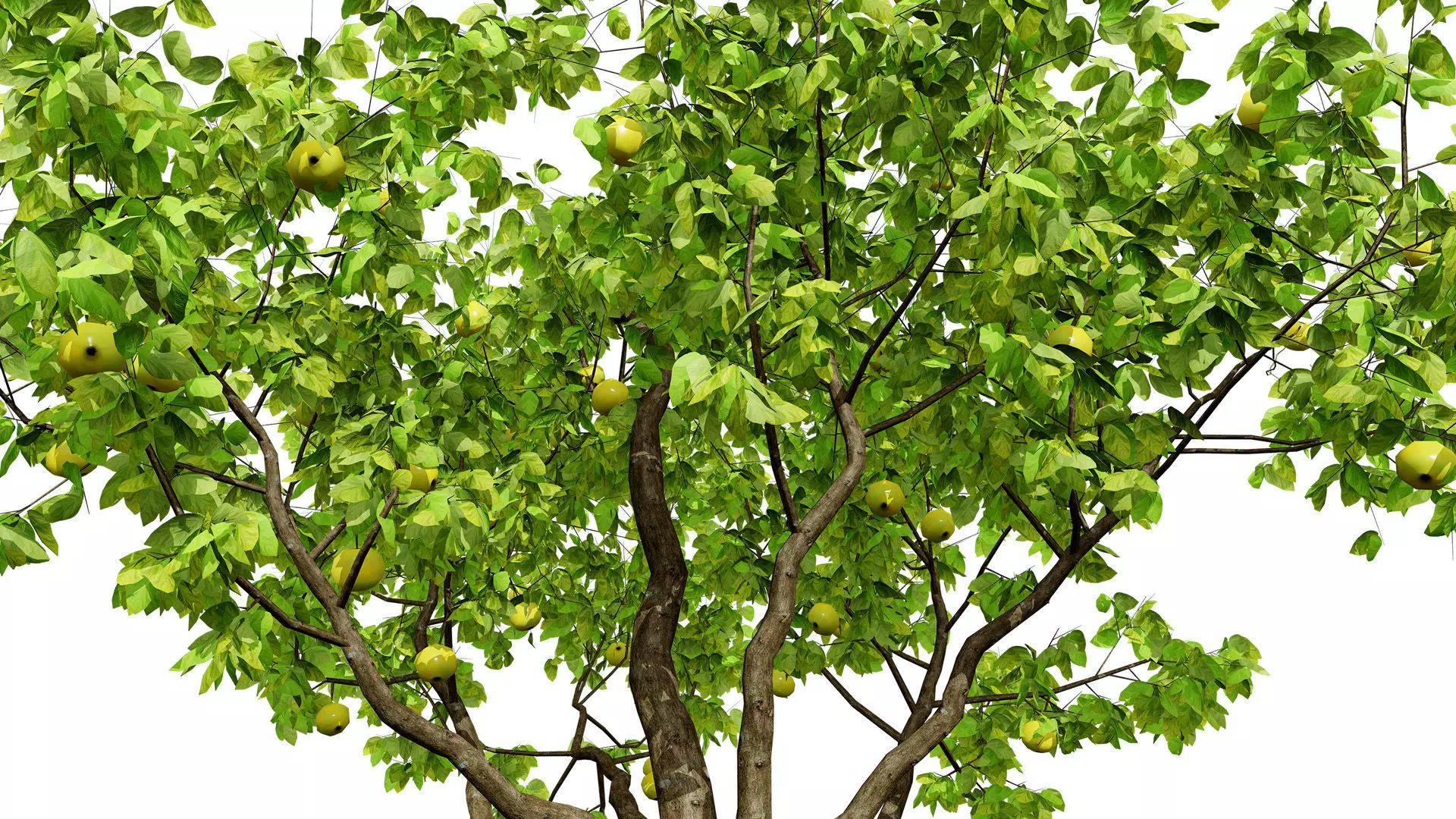 British Quince Tree 3D Model Collection Low-poly 3D model_5