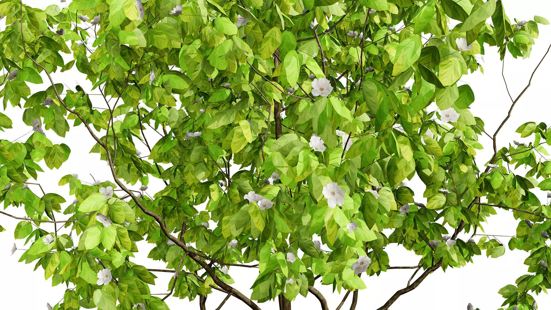 British Quince Tree 3D Model Collection Low-poly 3D model_6