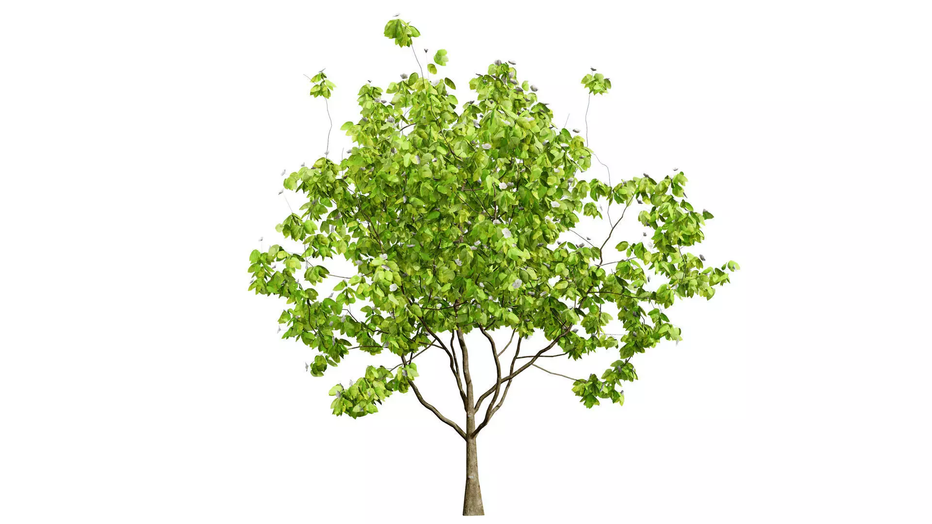 British Quince Tree 3D Model Collection Low-poly 3D model_7