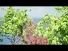British Quince Tree 3D Model Collection Low-poly 3D model_1