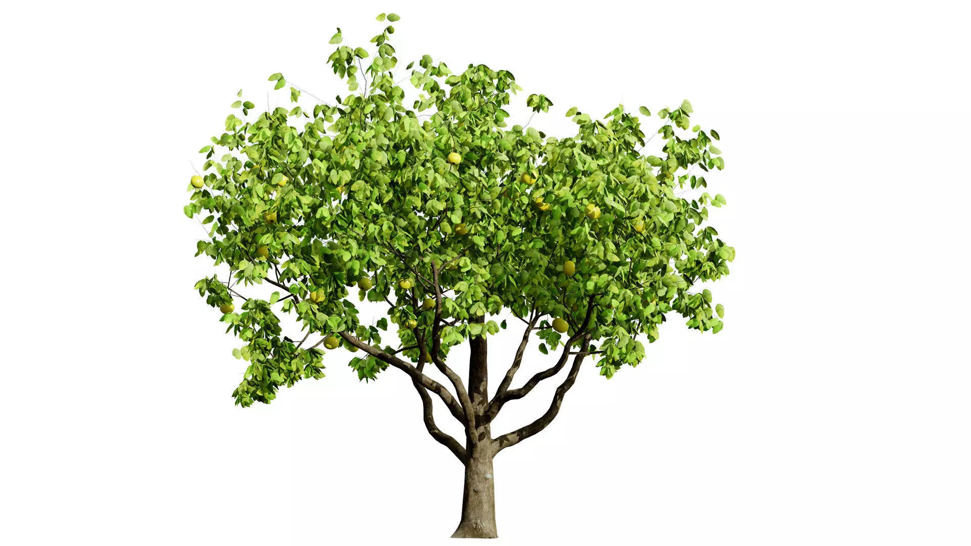 British Quince Tree 3D Model Collection Low-poly 3D model_4