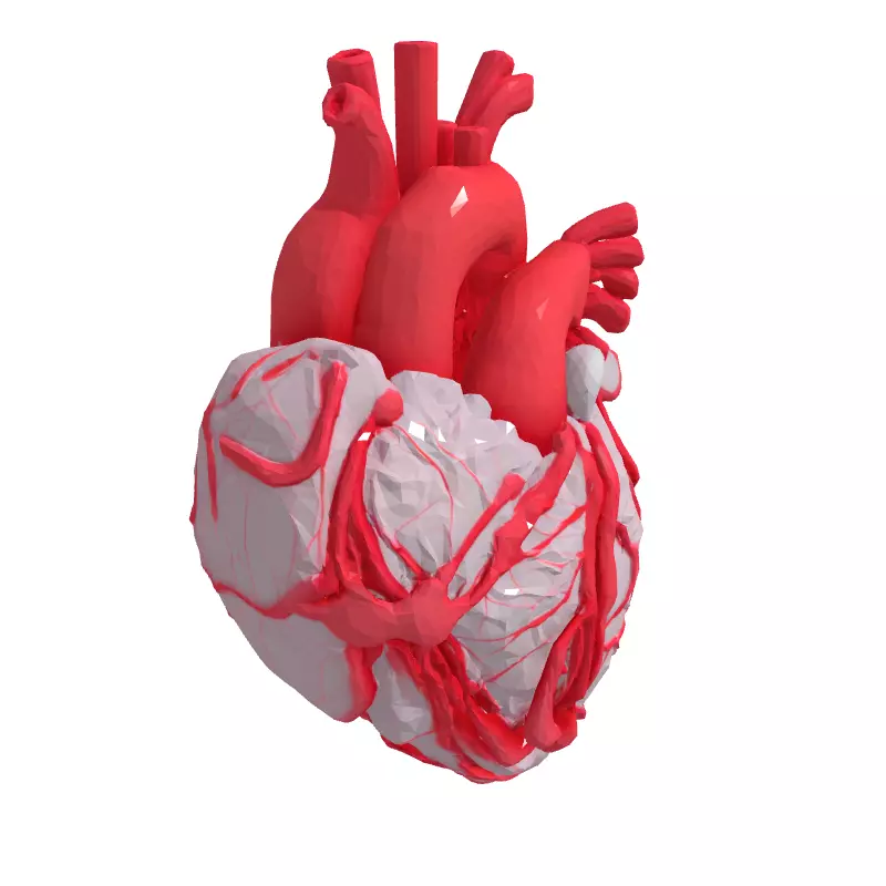 Realistic Stylized Human Heart 3D Model Low-poly 3D model_3