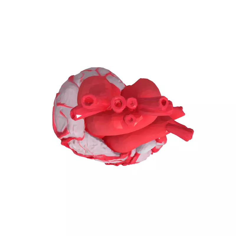 Realistic Stylized Human Heart 3D Model Low-poly 3D model_8