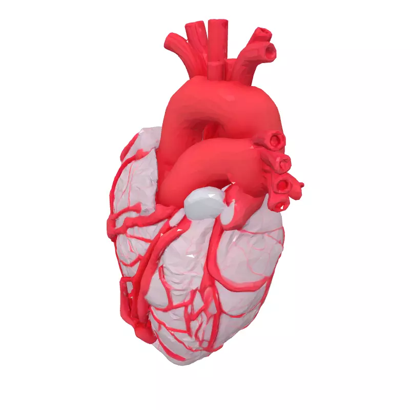 Realistic Stylized Human Heart 3D Model Low-poly 3D model_2