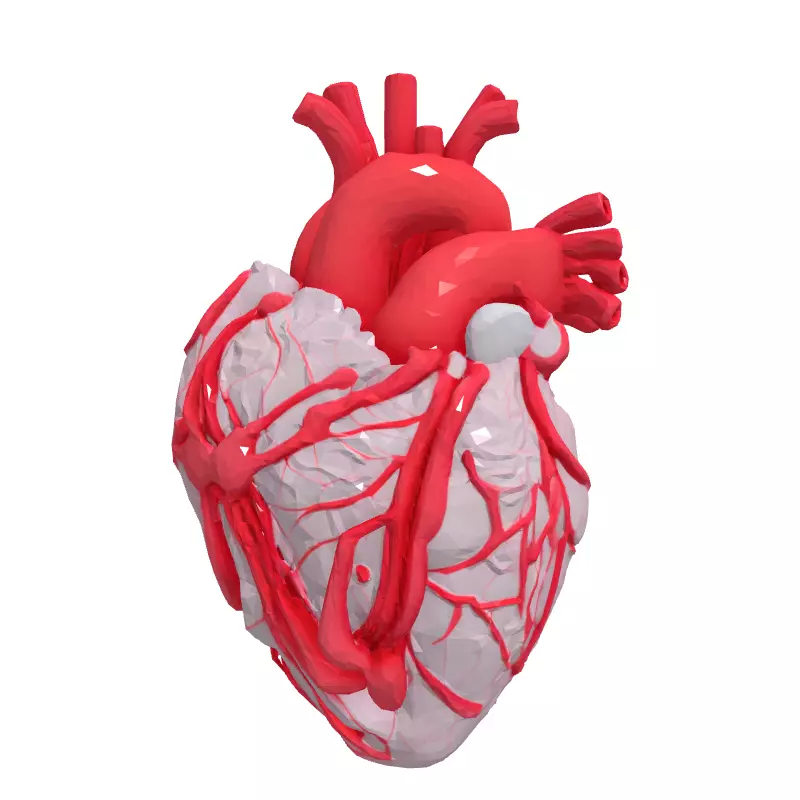 Realistic Stylized Human Heart 3D Model Low-poly 3D model_4