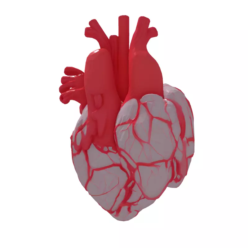 Realistic Stylized Human Heart 3D Model Low-poly 3D model_7