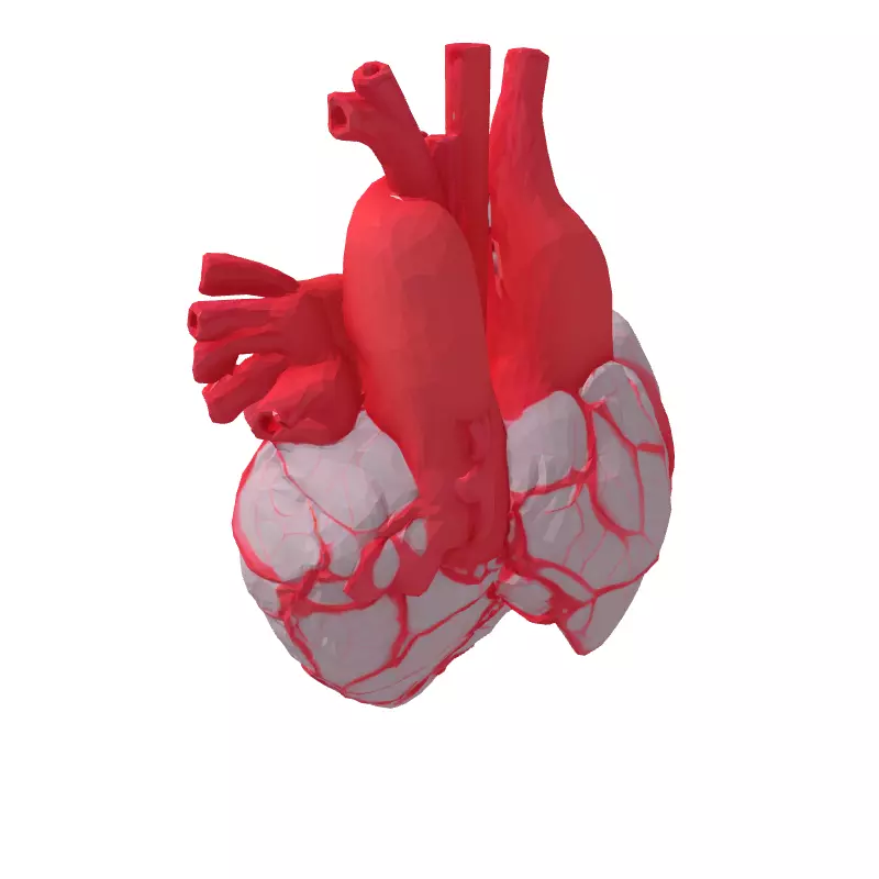 Realistic Stylized Human Heart 3D Model Low-poly 3D model_5