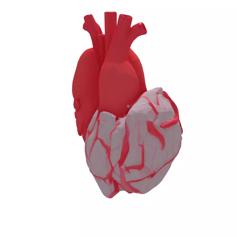 Realistic Stylized Human Heart 3D Model Low-poly 3D model_6