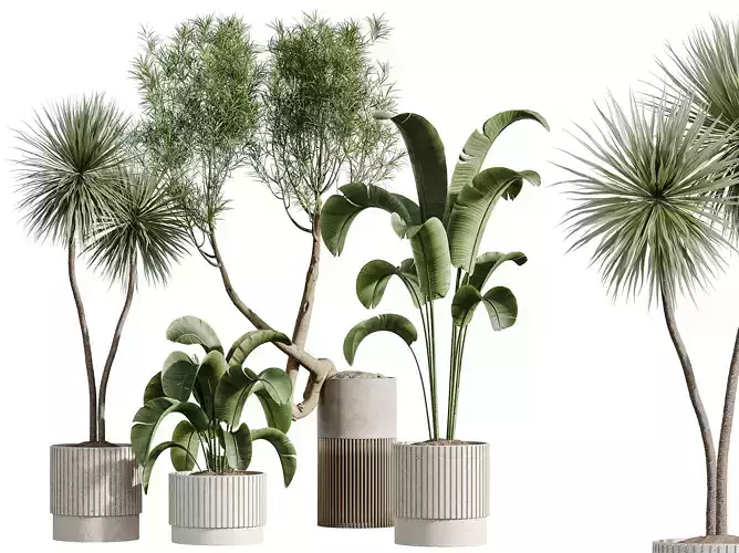 AV Indoor Plants Set 284 Banana Yucca Palm Ficus 3D model