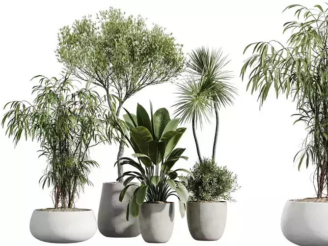 AV Indoor Plants Set 285 Ficus Olive Yucca Palm