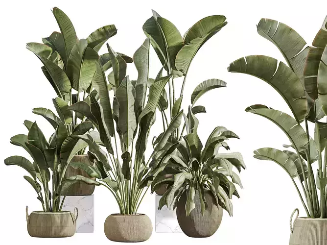 AV Indoor Plants Set 285 Banana Nicolai Bird Of Paradise Set 3D model