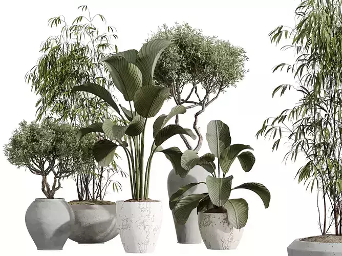 AV Indoor Plants Set 286 Ficus Olive  3D model