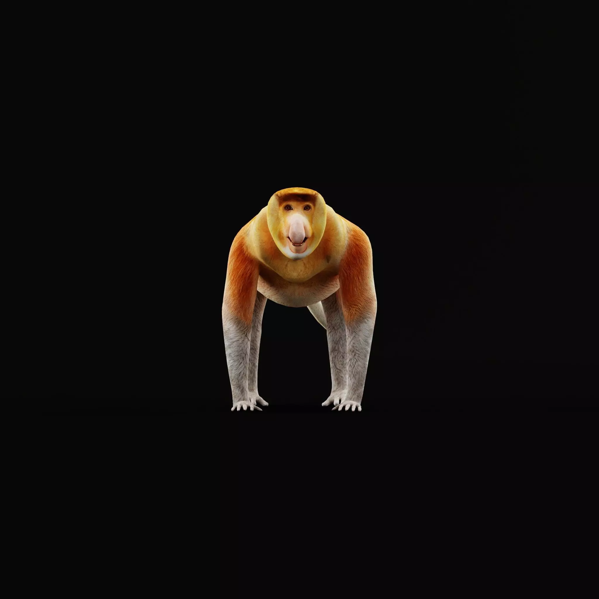 Proboscis Long Nosed Monkey Male Low-poly 3D model_52