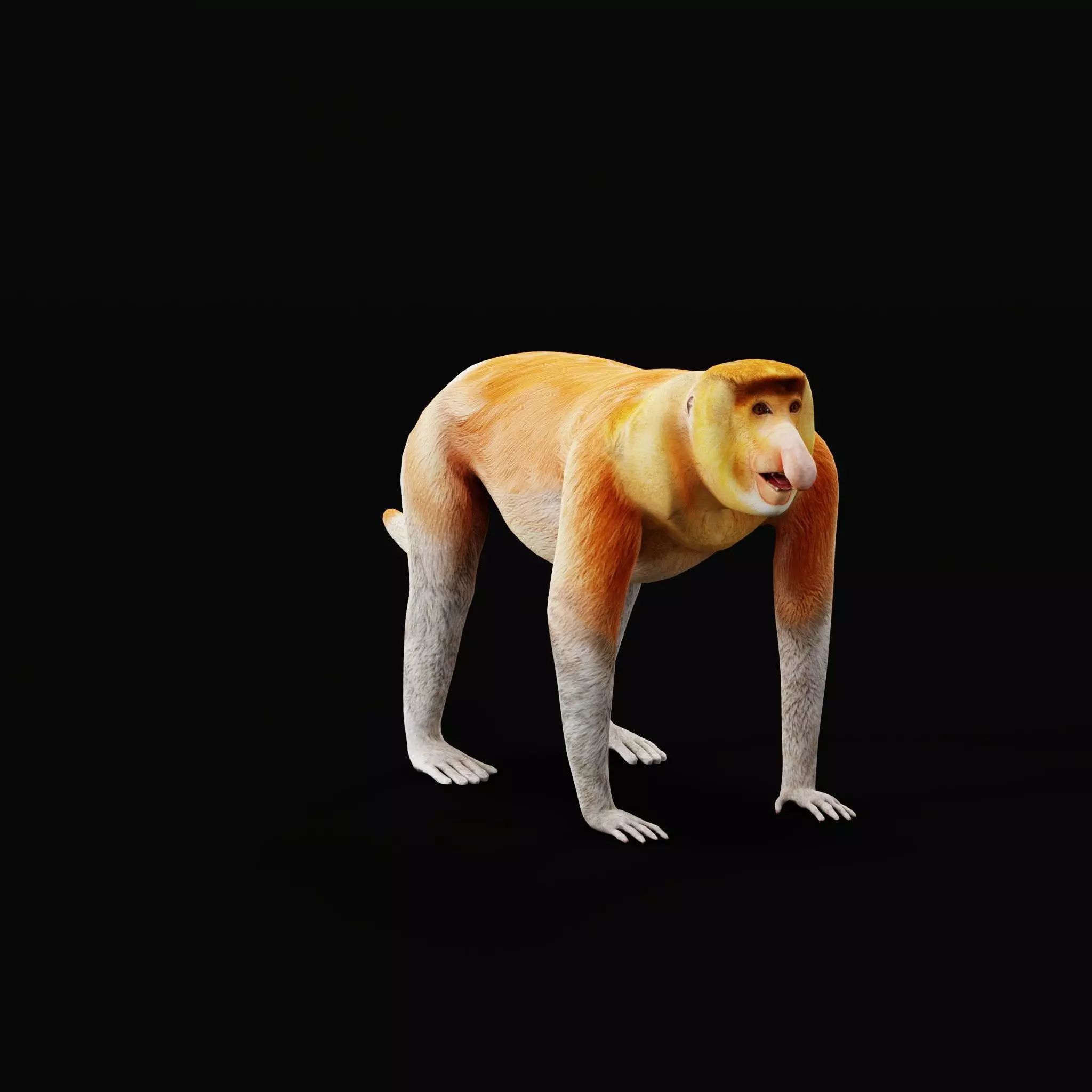 Proboscis Long Nosed Monkey Male Low-poly 3D model_51