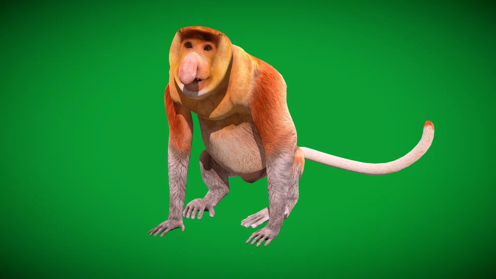 Proboscis Long Nosed Monkey Male Low-poly 3D model_38