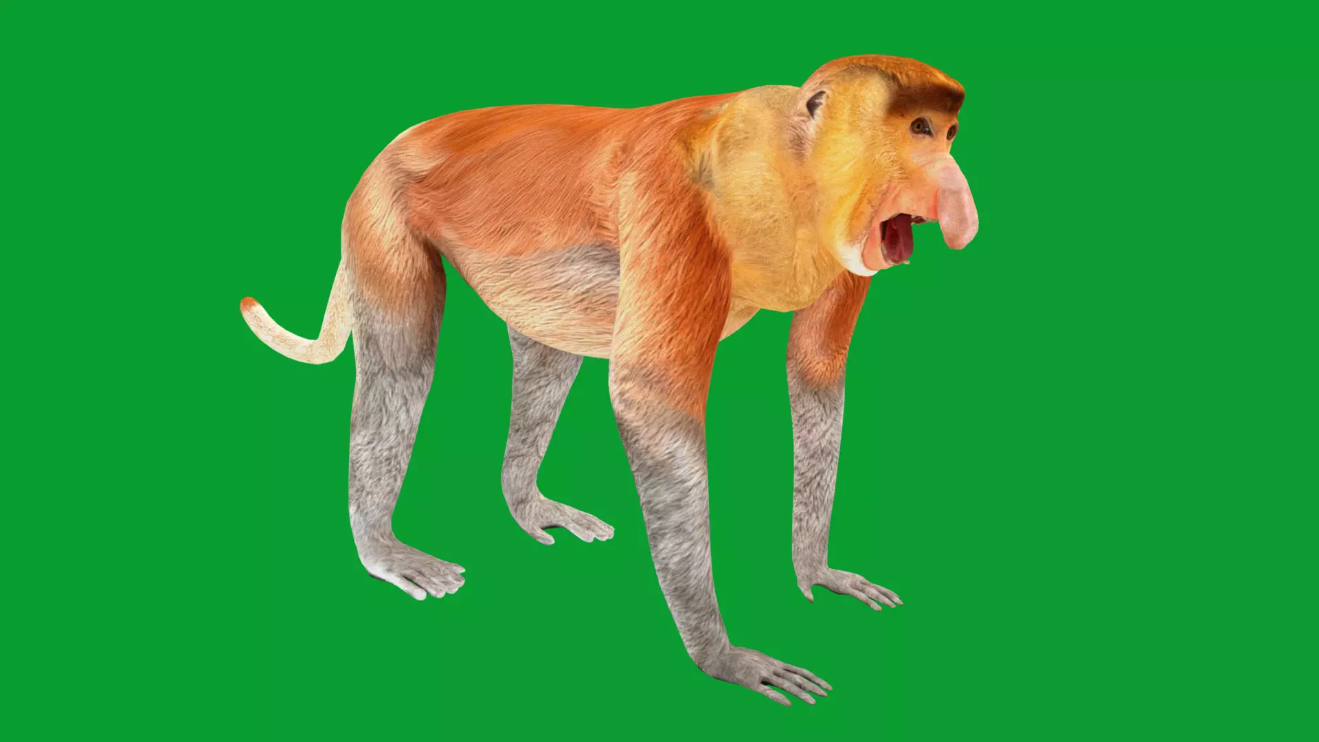 Proboscis Long Nosed Monkey Male Low-poly 3D model_20