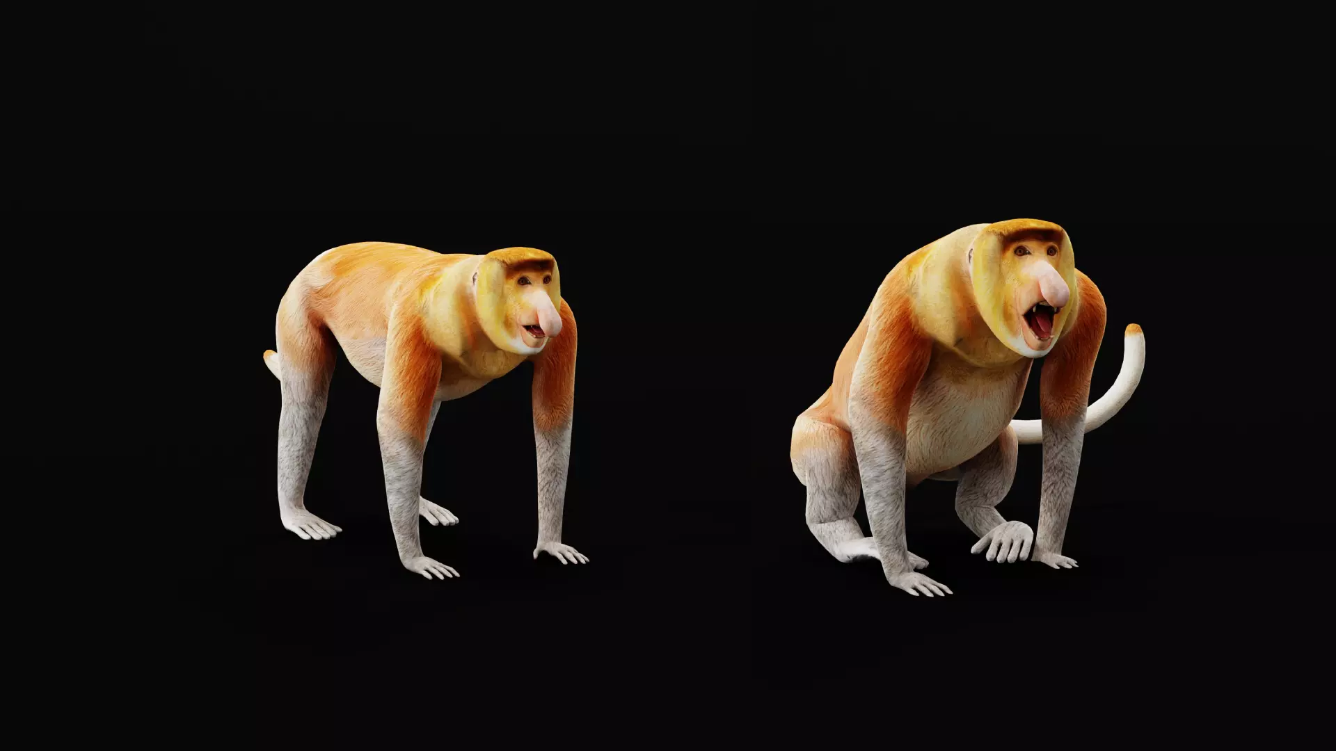 Proboscis Long Nosed Monkey Male Low-poly 3D model_30