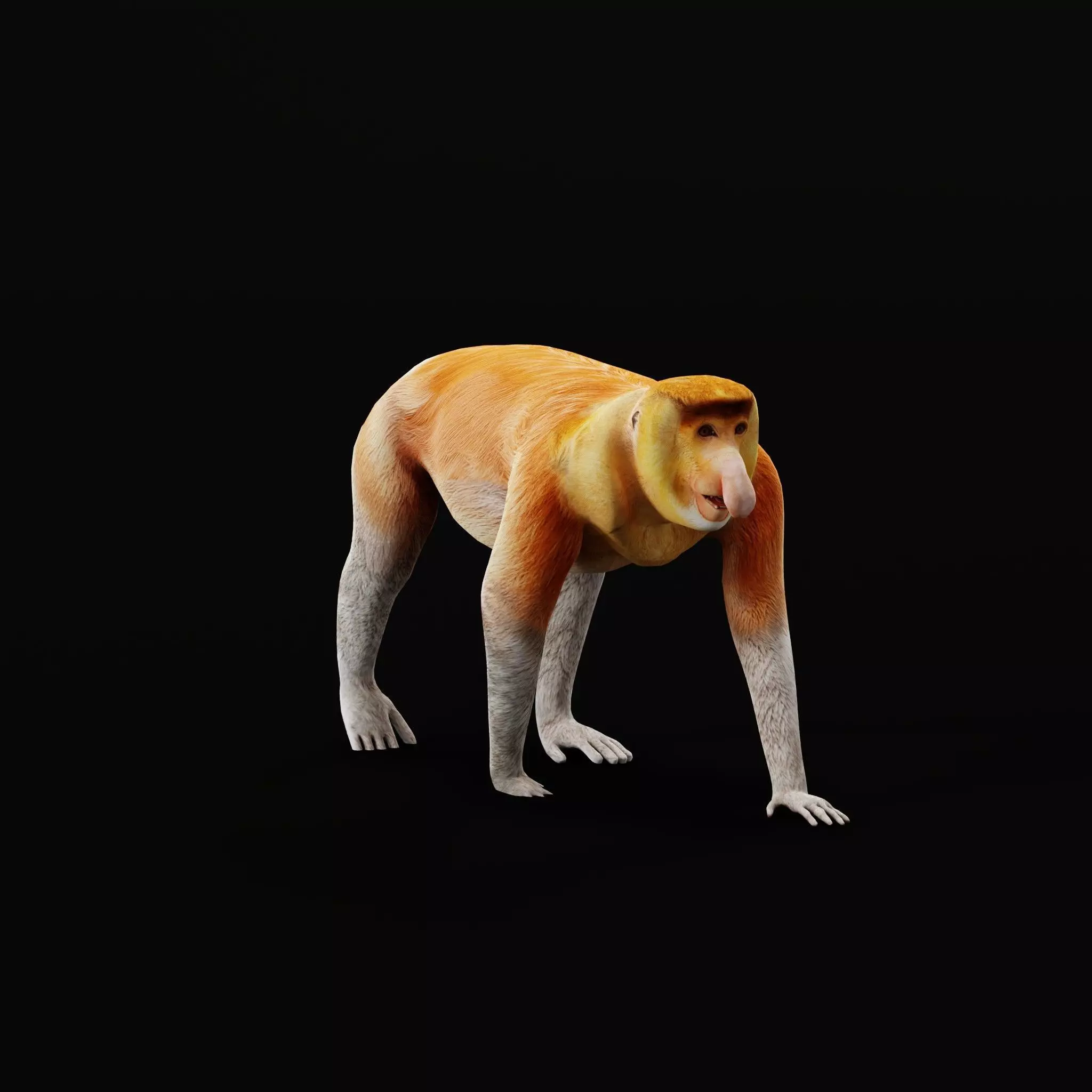 Proboscis Long Nosed Monkey Male Low-poly 3D model_62