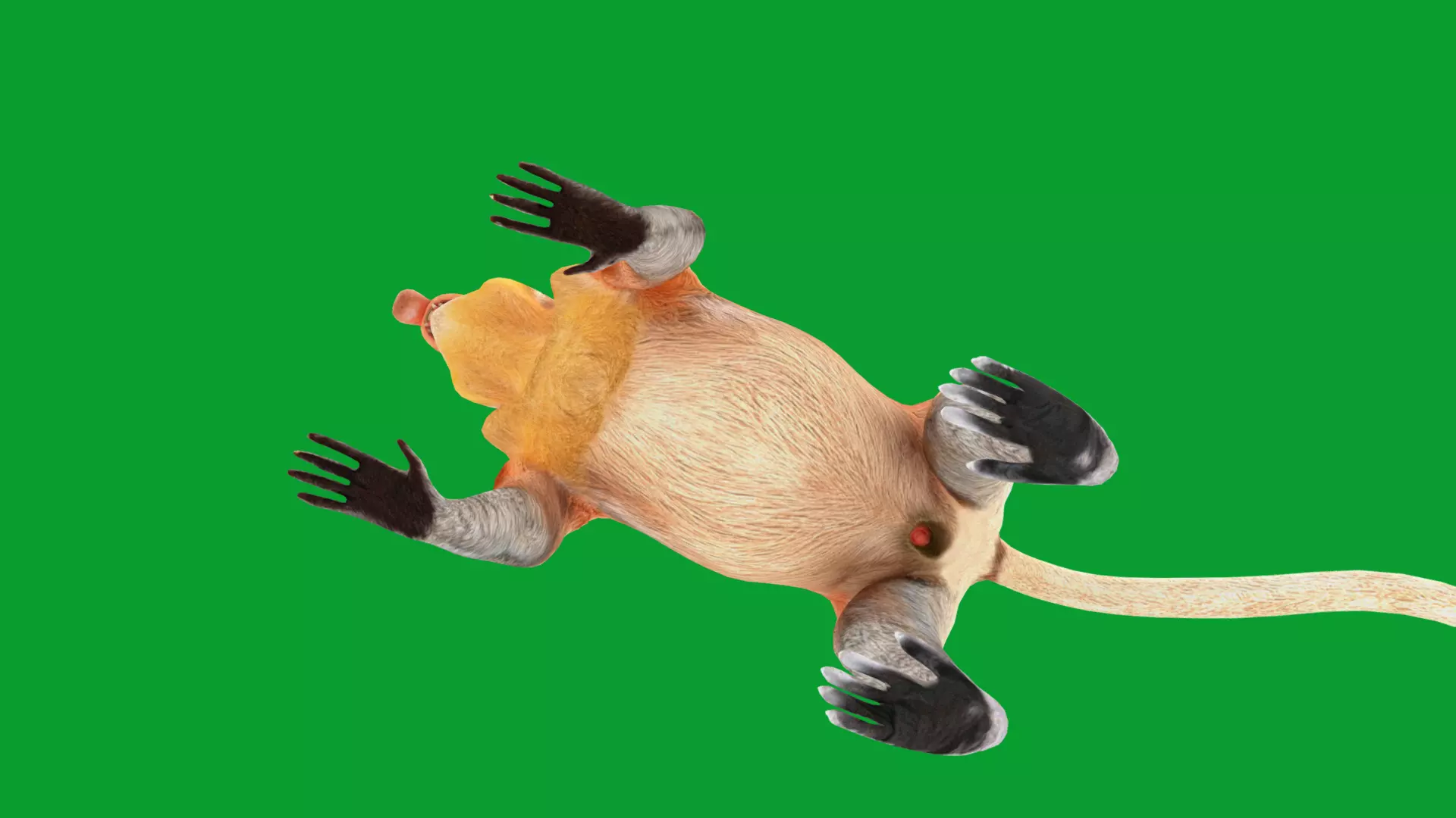 Proboscis Long Nosed Monkey Male Low-poly 3D model_14