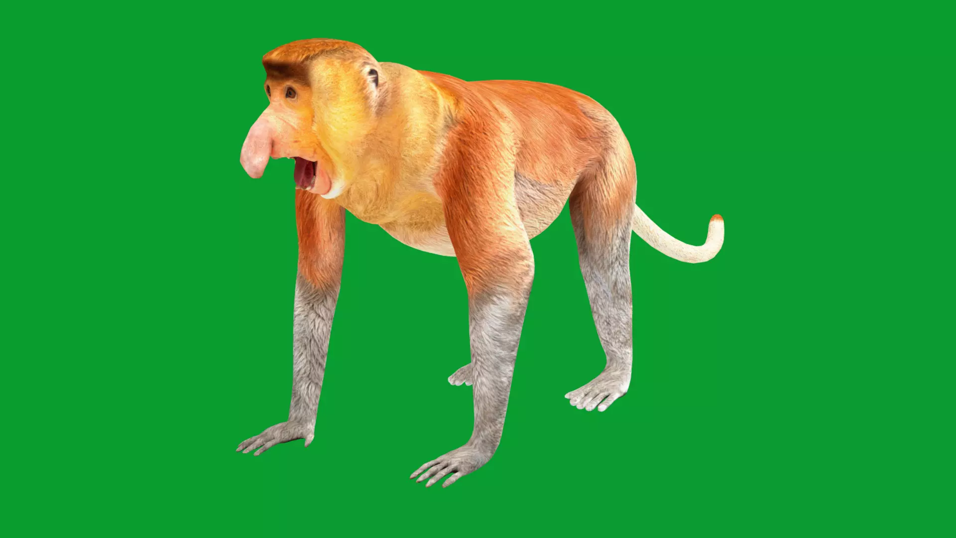 Proboscis Long Nosed Monkey Male Low-poly 3D model_18