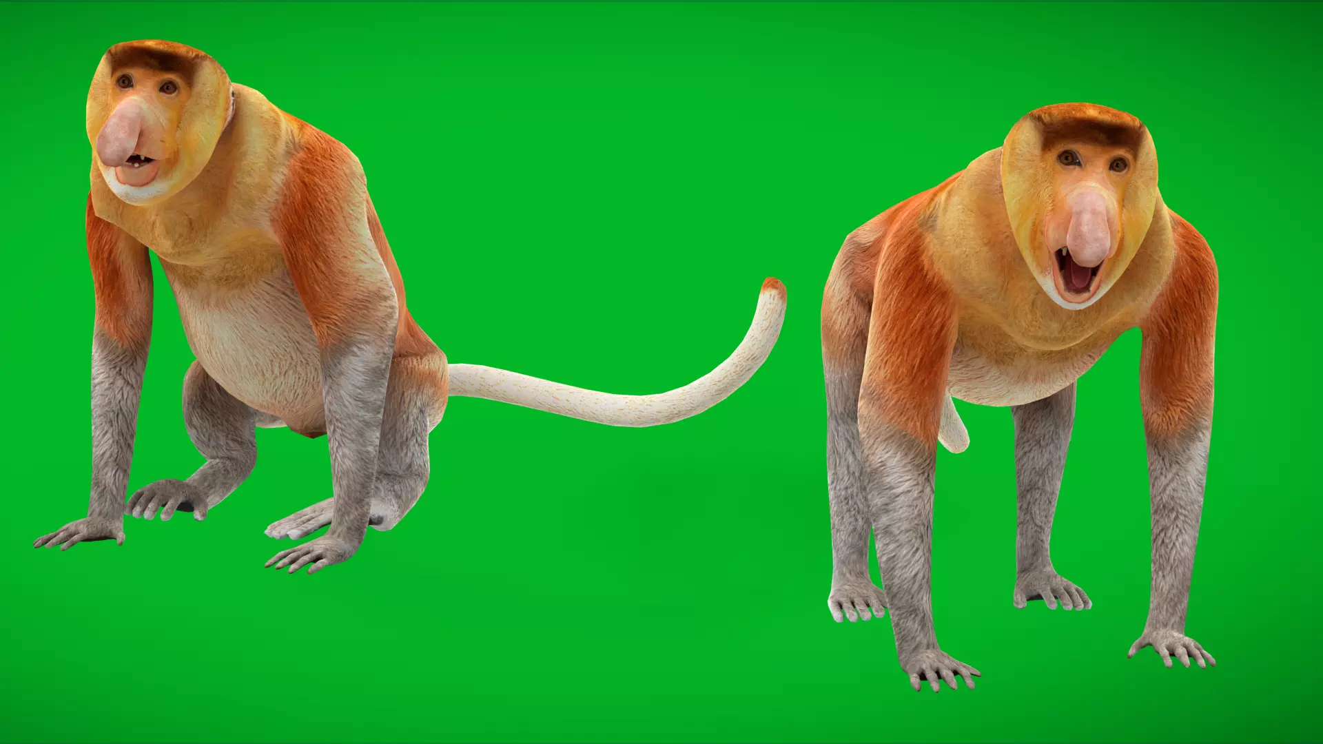 Proboscis Long Nosed Monkey Male Low-poly 3D model_6