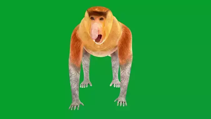 Proboscis Long Nosed Monkey Male Low-poly 3D model
