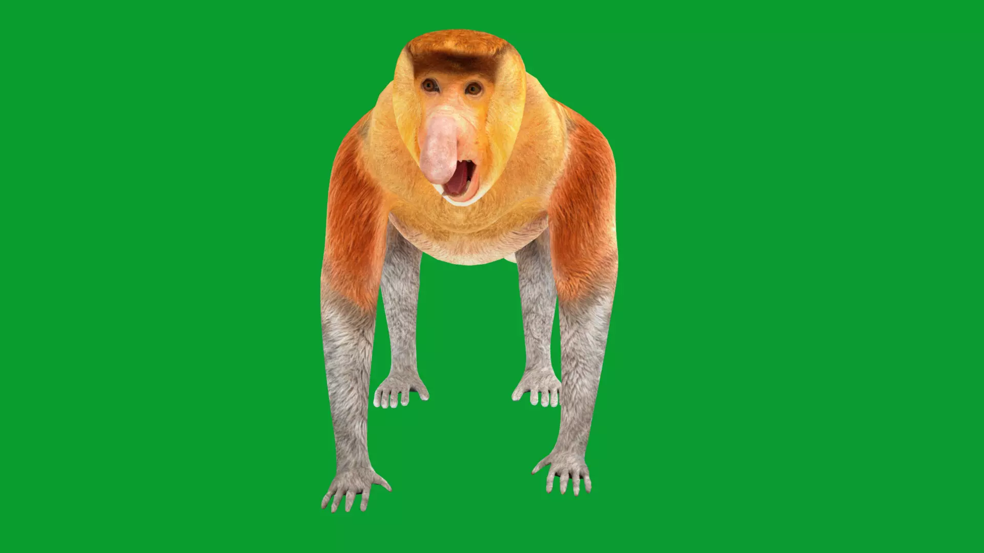 Proboscis Long Nosed Monkey Male Low-poly 3D model_0