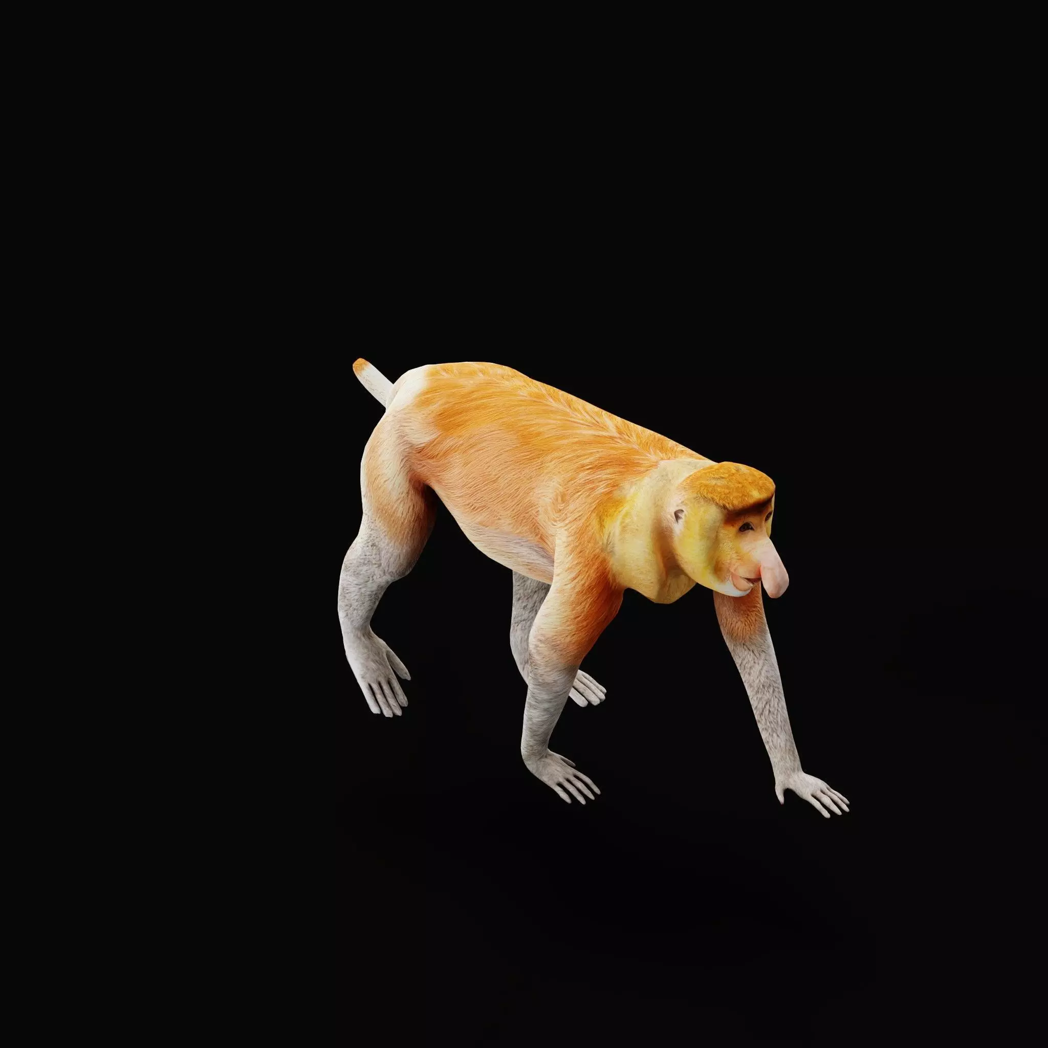 Proboscis Long Nosed Monkey Male Low-poly 3D model_65