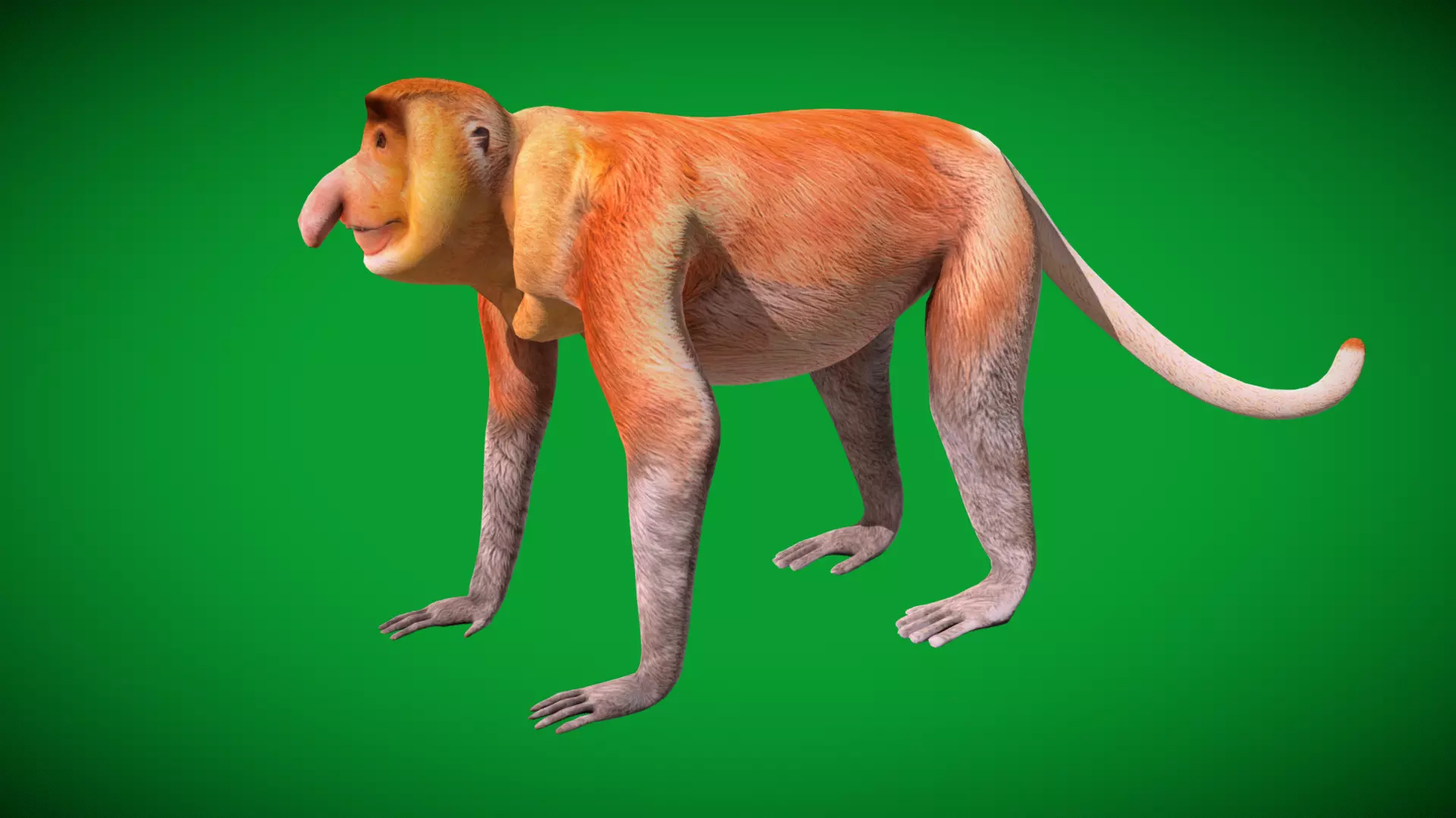 Proboscis Long Nosed Monkey Male Low-poly 3D model_13