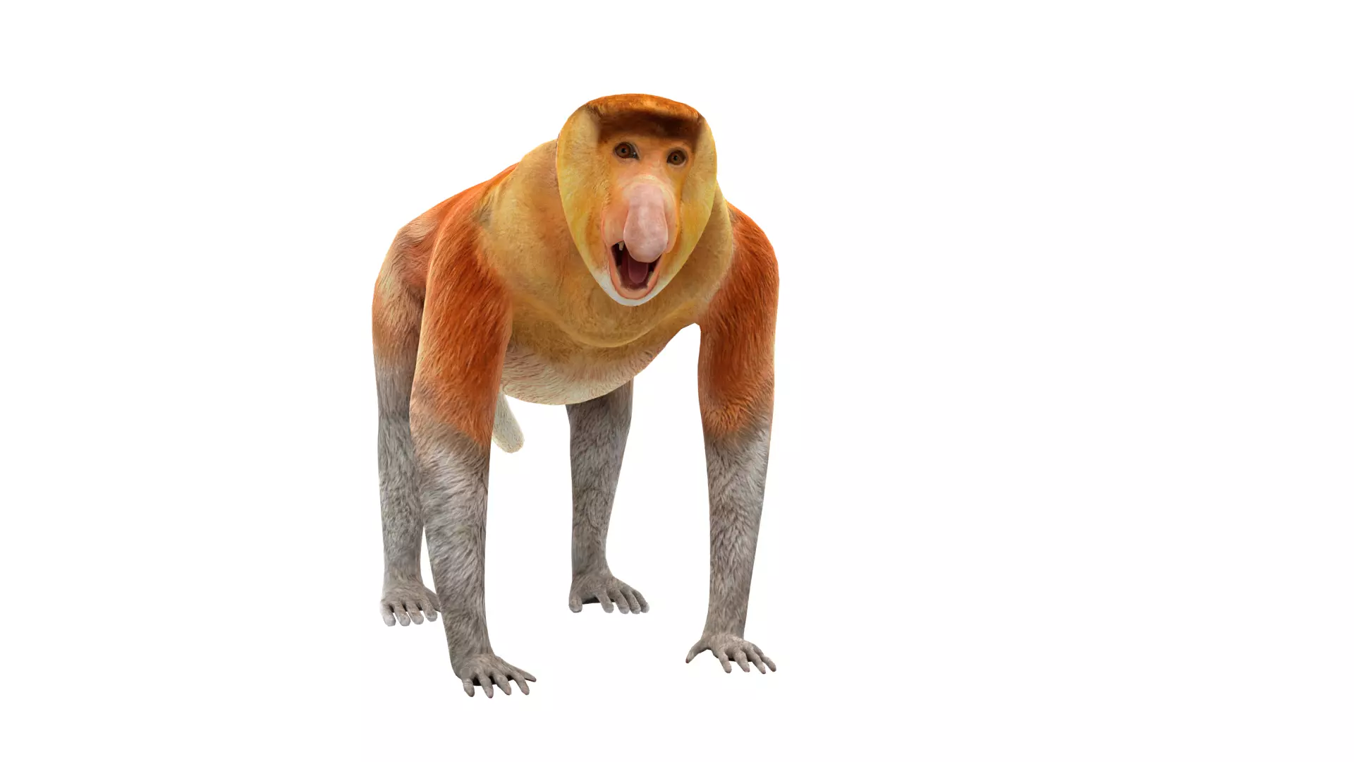 Proboscis Long Nosed Monkey Male Low-poly 3D model_43