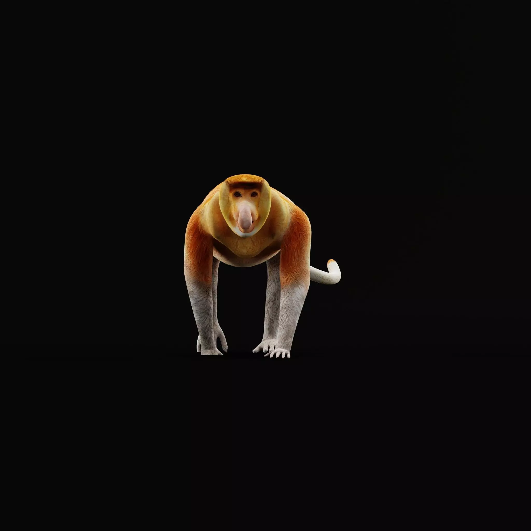 Proboscis Long Nosed Monkey Male Low-poly 3D model_63