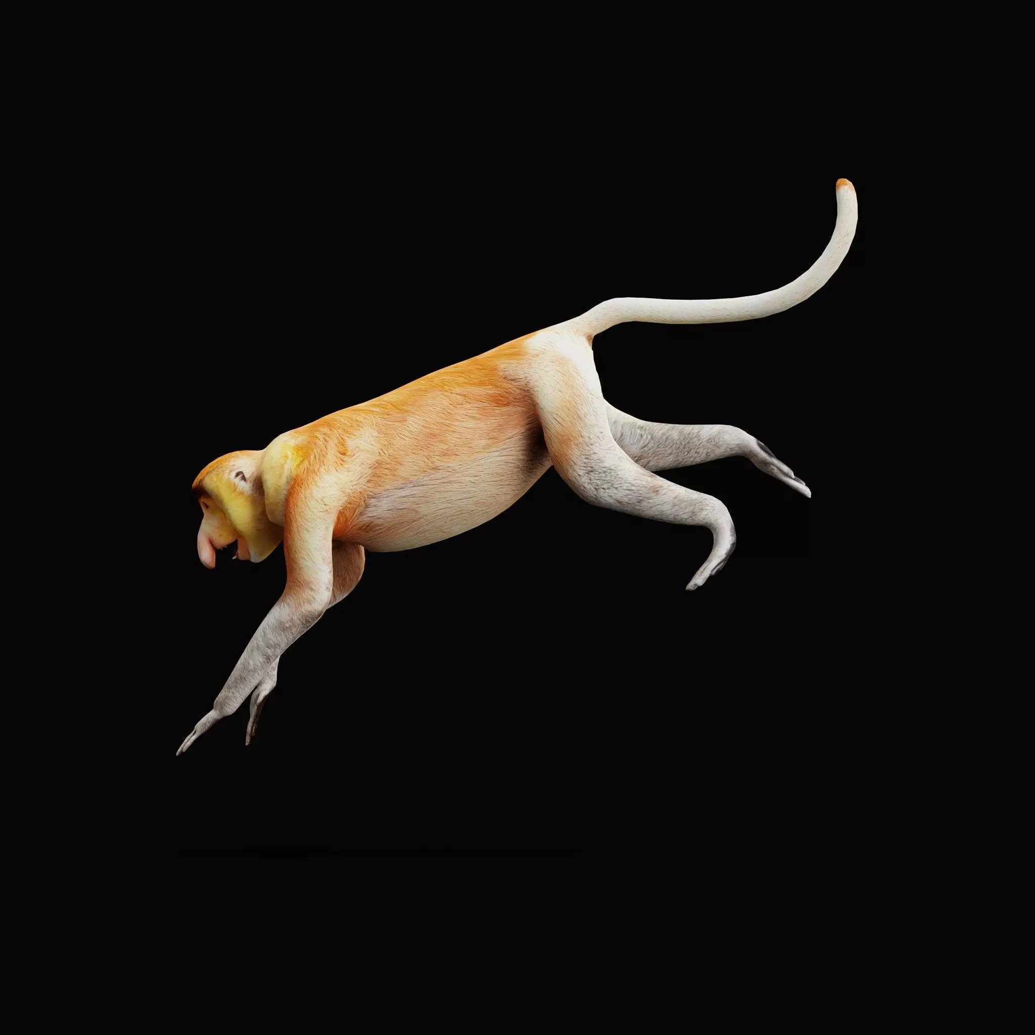 Proboscis Long Nosed Monkey Male Low-poly 3D model_60