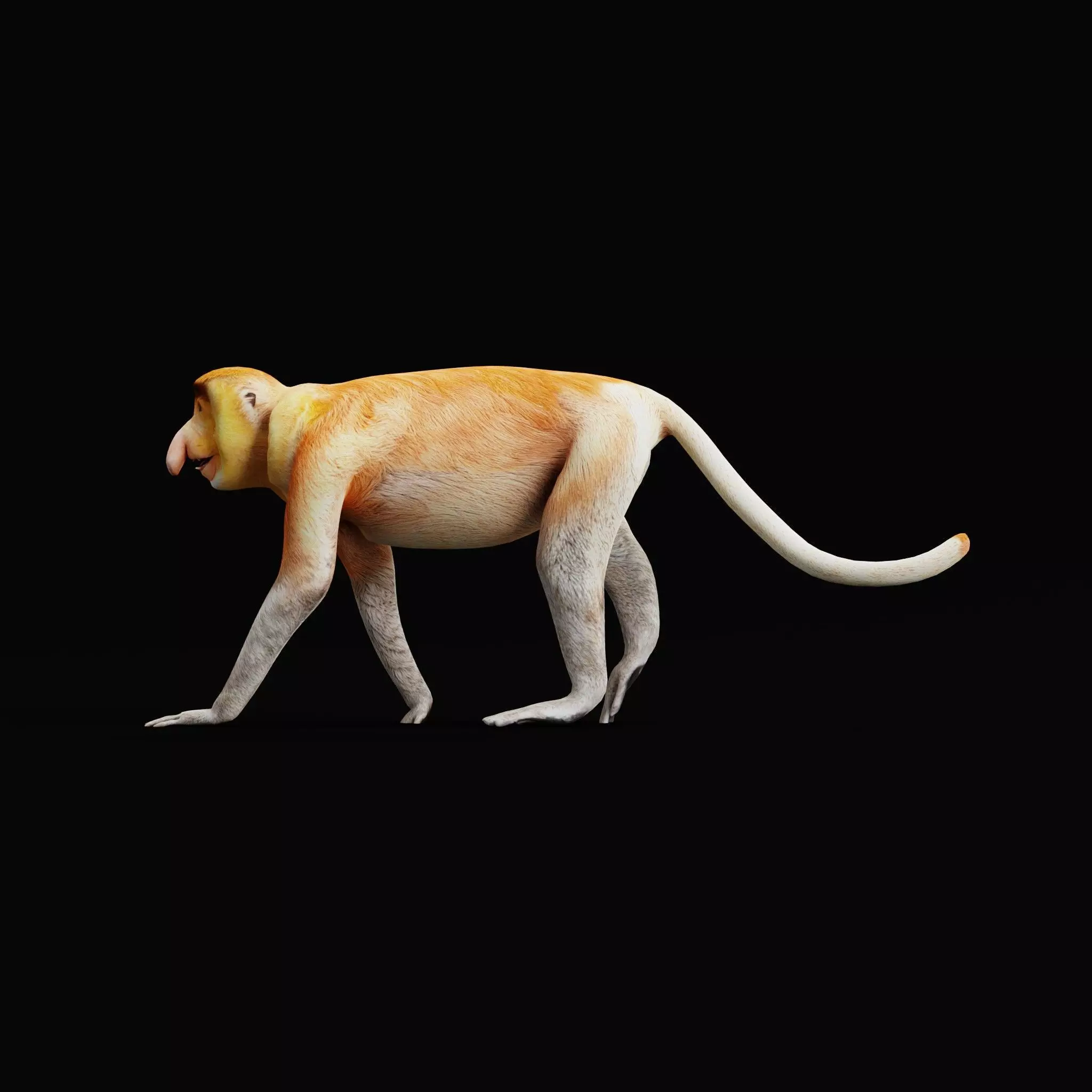 Proboscis Long Nosed Monkey Male Low-poly 3D model_64