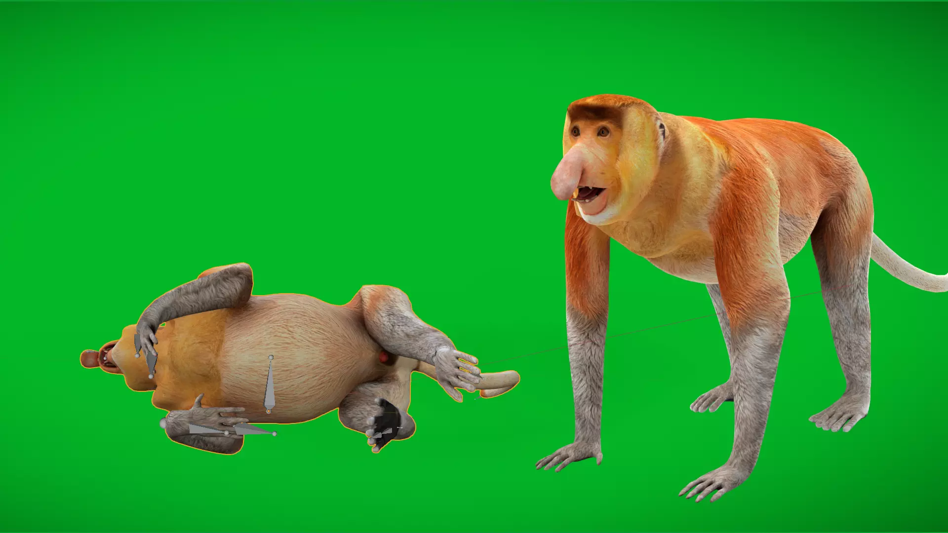 Proboscis Long Nosed Monkey Male Low-poly 3D model_39