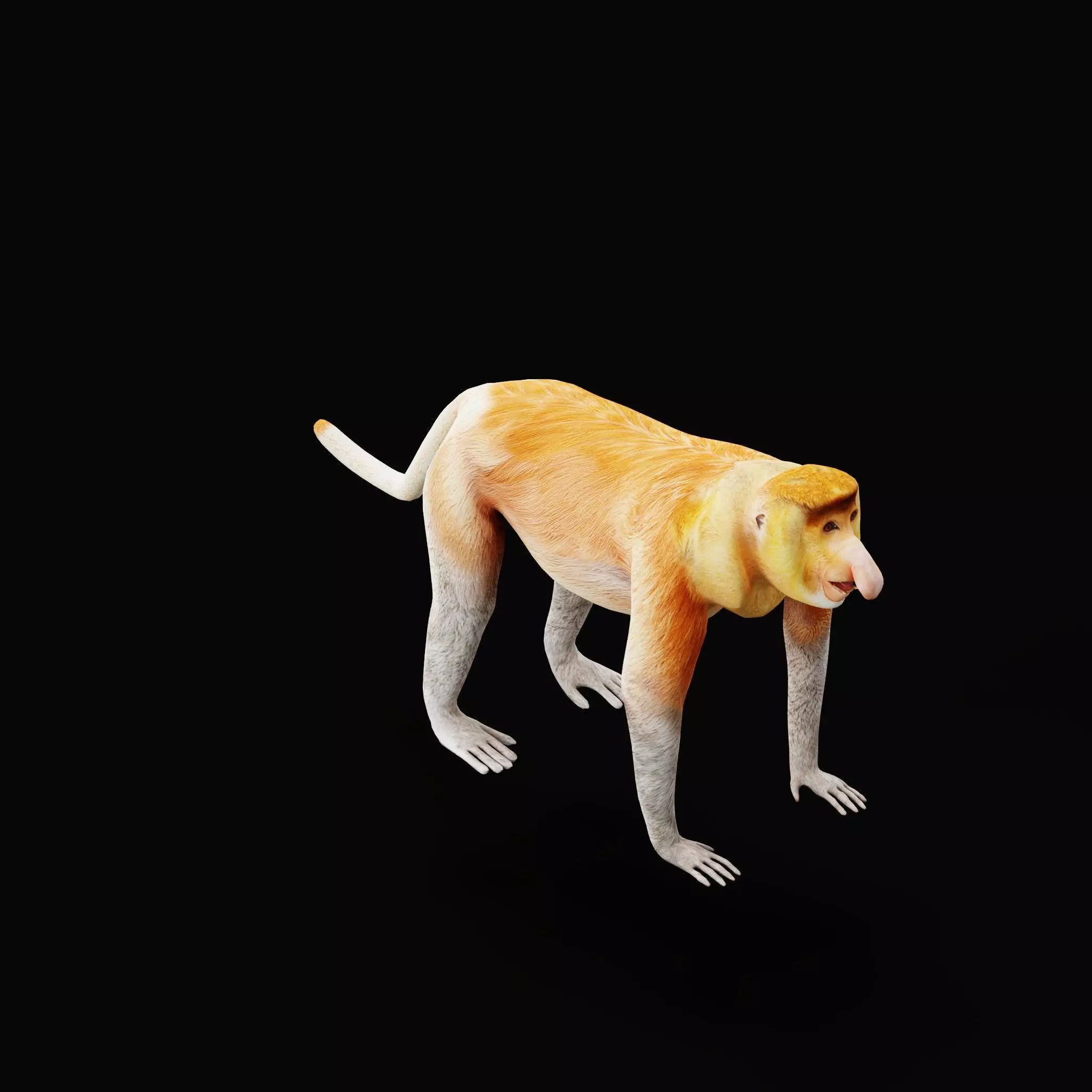 Proboscis Long Nosed Monkey Male Low-poly 3D model_55