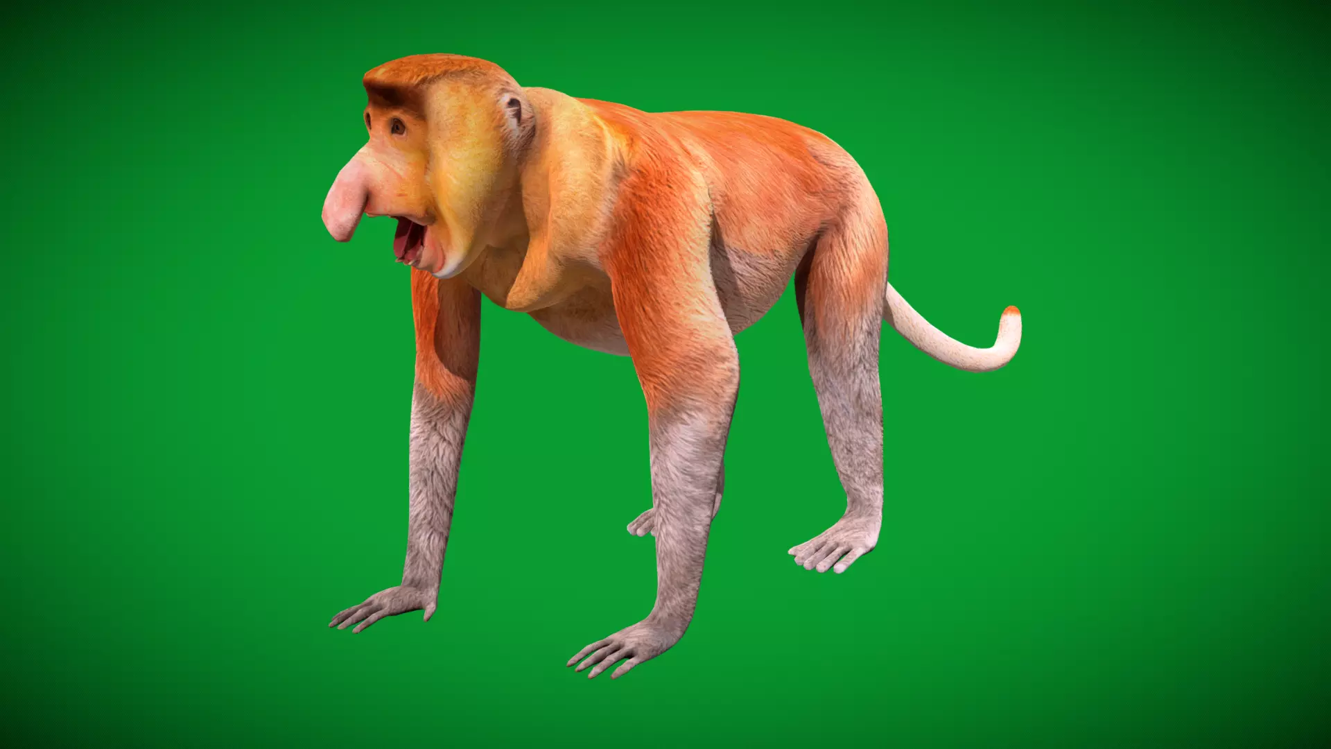 Proboscis Long Nosed Monkey Male Low-poly 3D model_8