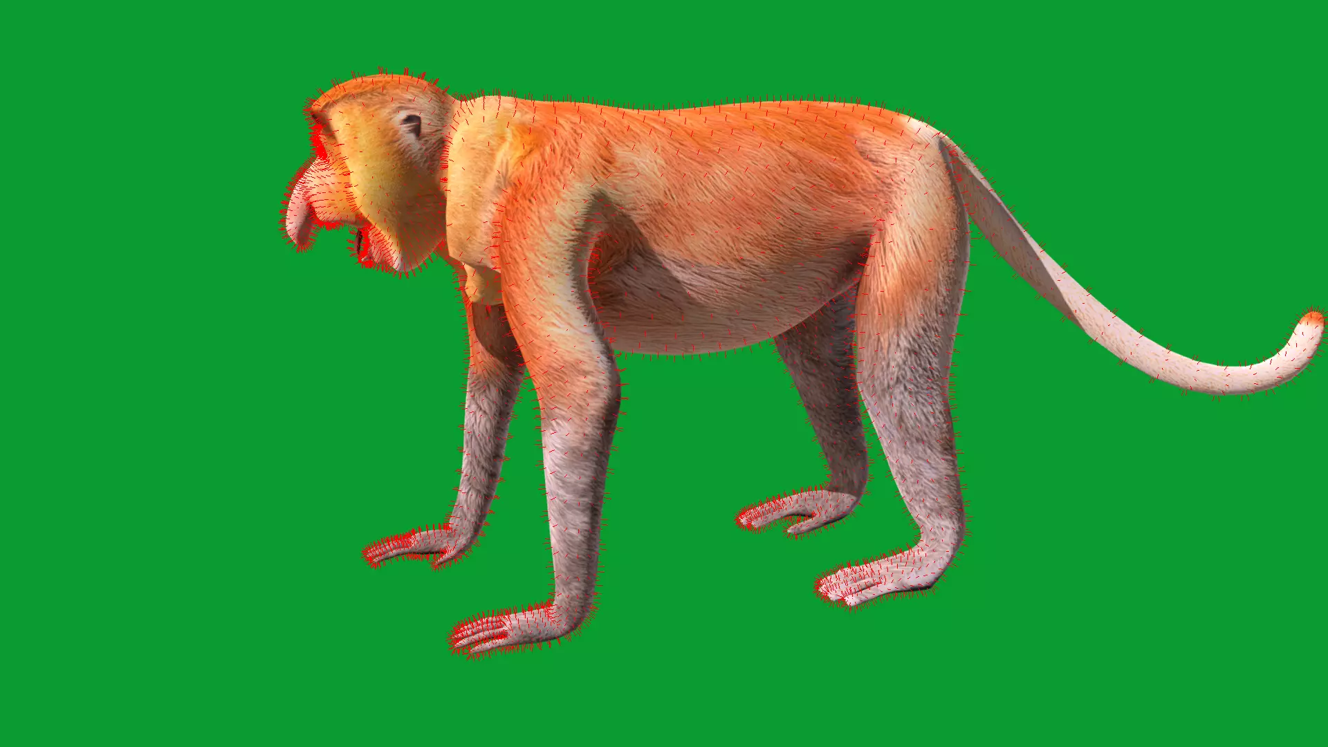 Proboscis Long Nosed Monkey Male Low-poly 3D model_28